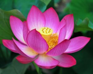 A picture of a lotus is supposed to trick you into doing things you hate.